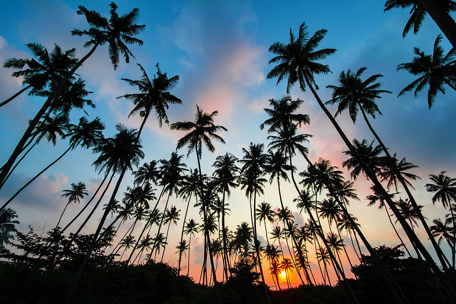 Coconuts of Sri Lanka Photograph by Tanya G Burnett