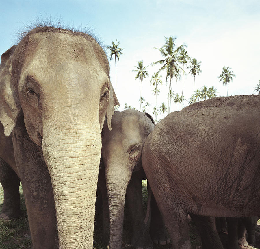 Sri Lanka, Pinnawela Asian Elephant Photograph by Richard Ross
