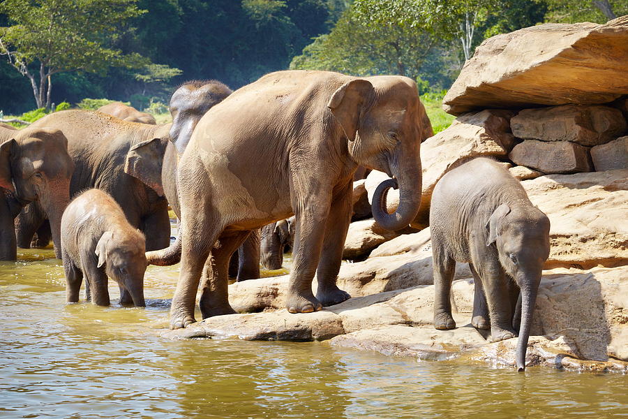Elephant Photograph - Sri Lanka - Pinnawela Elephant by Jan Wlodarczyk
