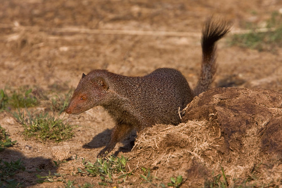 Sri Lanka Ruddy Mongoose Photograph by David Hosking