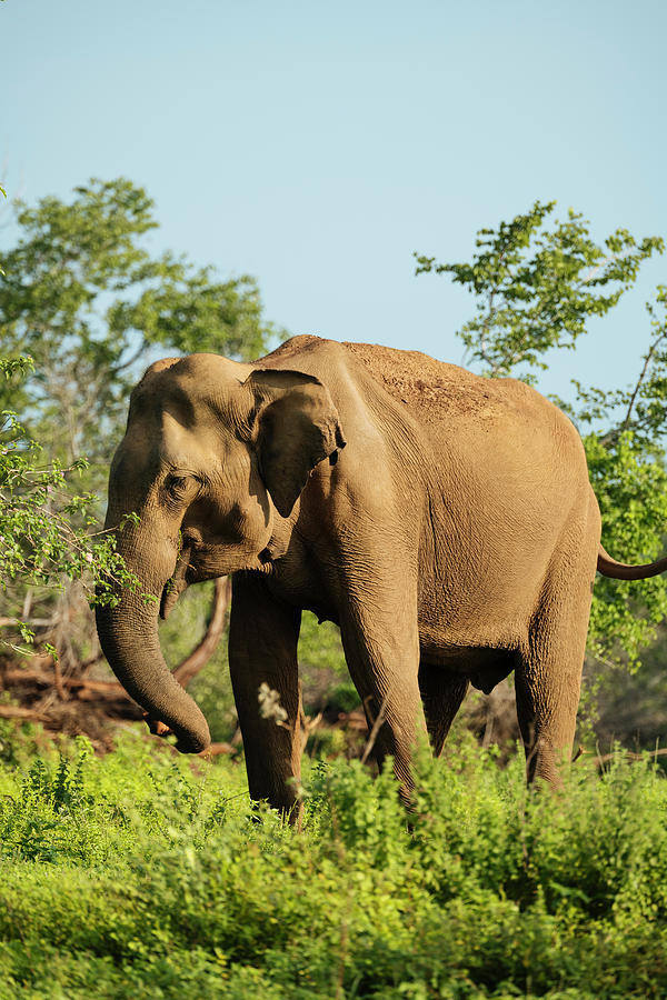 Sri Lanka, Uva Province, Elephant In Uda Walawe National Park Digital Art by Ben Pipe