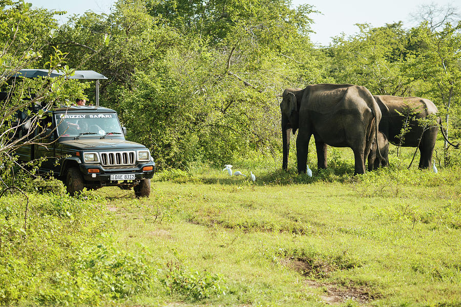Sri Lanka, Uva Province, Elephants In Uda Walawe National Park Digital Art by Ben Pipe