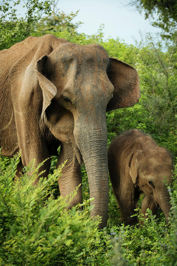 Sri Lanka, Uva Province, Wild Elephants In Uda Walawe National Park Digital Art by Ben Pipe