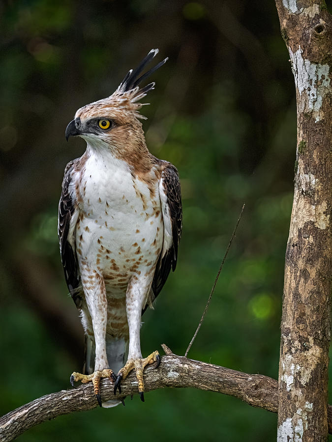 Nature Photograph - Sri Lankan Crested Hawk-eagle. by Henk Goossens