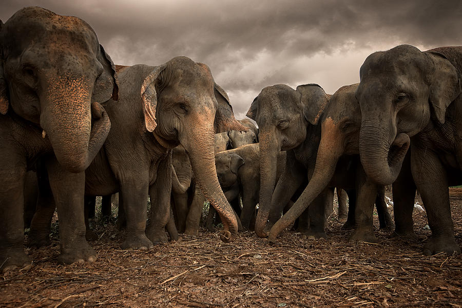 Elephant Photograph - Sri Lankan Elephants by Dean Mullin