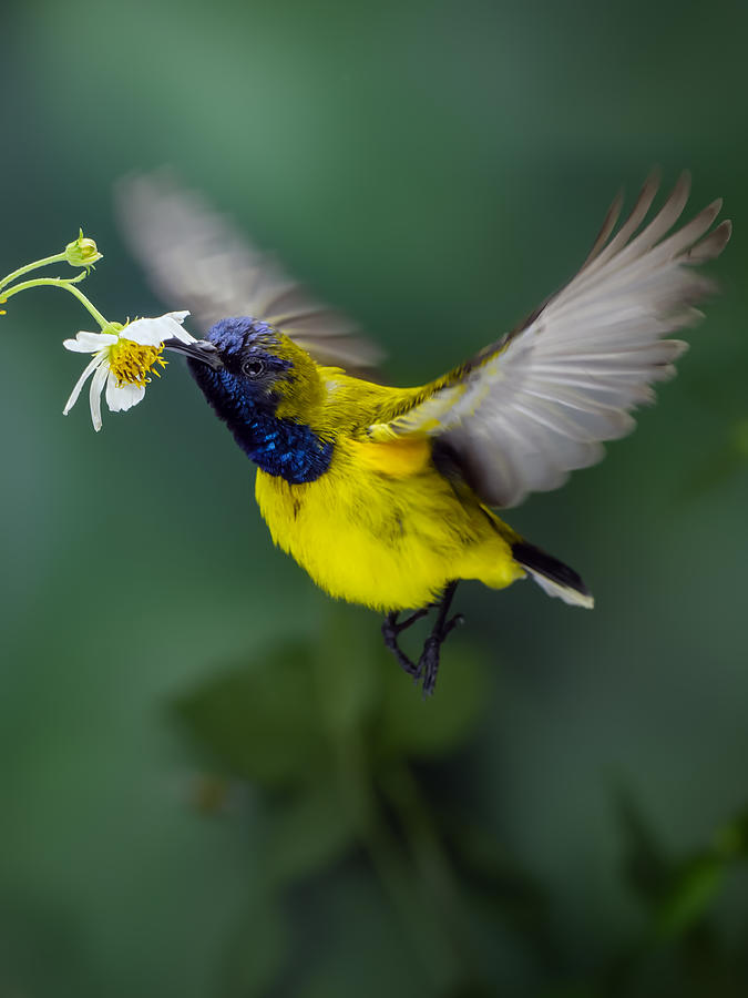 Bird Photograph - Sriganti Honey Bird by Fauzan Maududdin