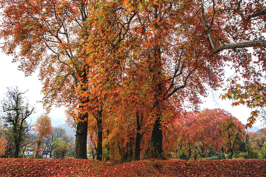 The Bunch of Trees having lots of Leaves Photograph by Chantelle Flores ...