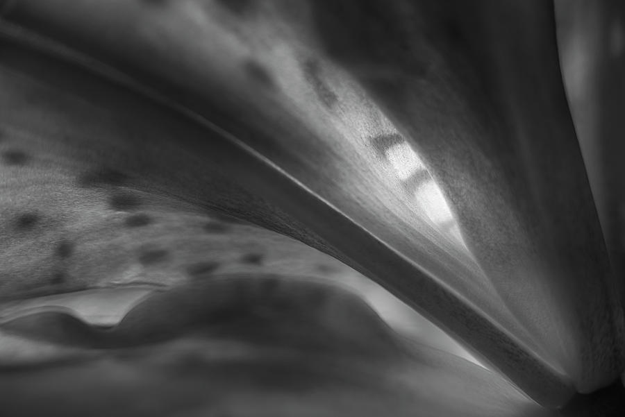 Ssk 6978 Cape Lilly.  B/w Photograph