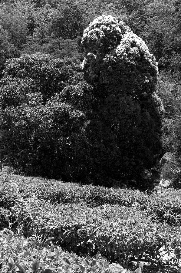 Ssk 9215 Plants And Trees. B/w Photograph