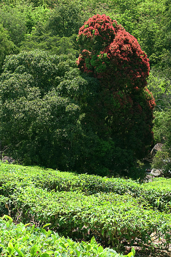 Ssk 9215 Plants And Trees. Color Photograph by Sunil Kapadia