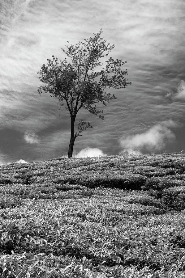 Farm Photograph - SSK 9220 One Tree Hill. B/W by Sunil Kapadia