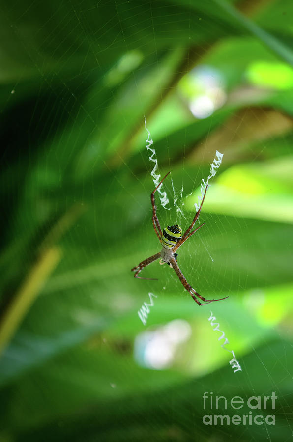 St Andrews cross spider Photograph by Michelle Meenawong