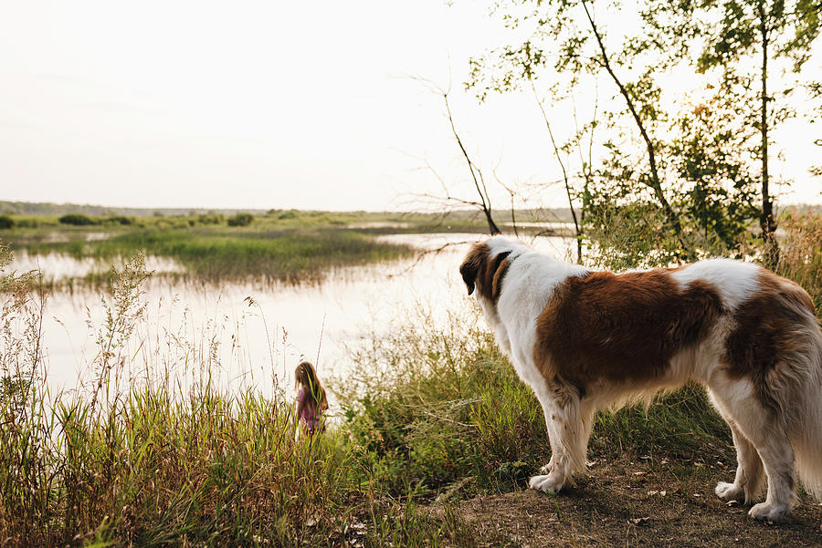 Summer Photograph - St. Bernard Dog Watches Girl Walking Down To Water At Creek by Cavan Images