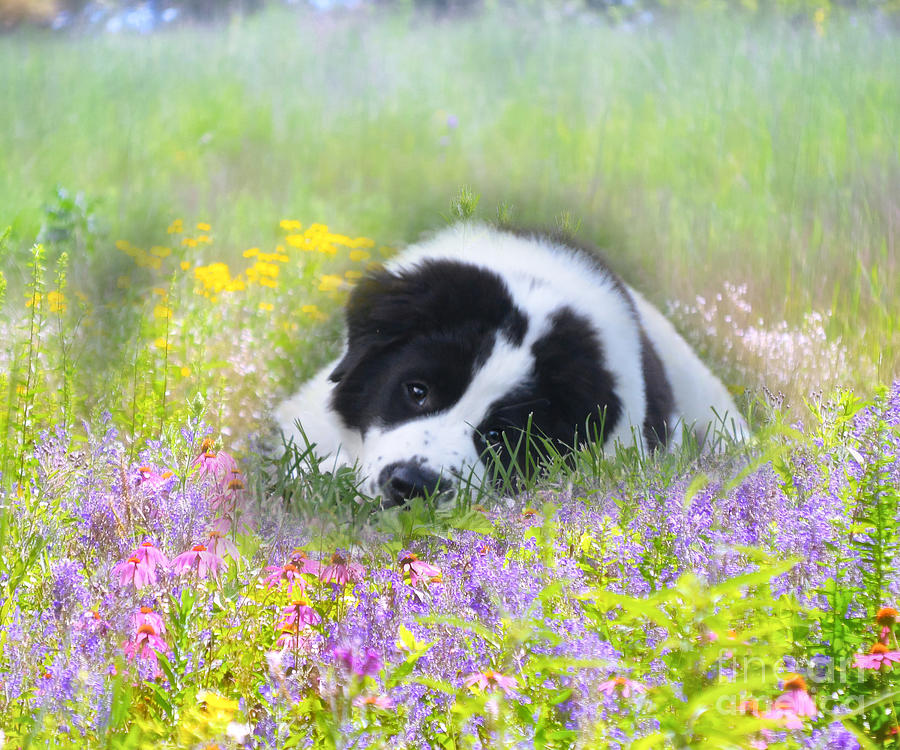 St. Bernard Puppy Photograph by Peggy Franz