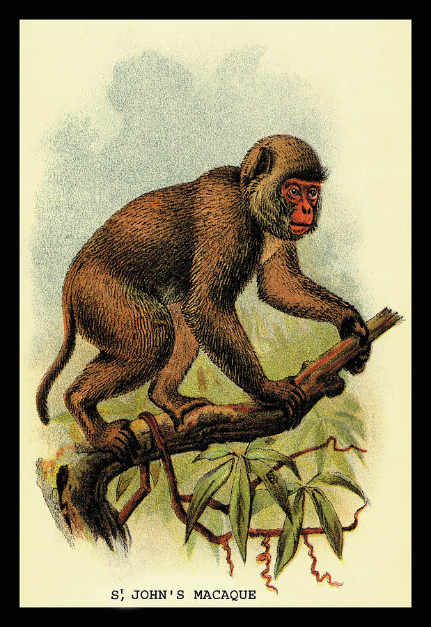 St. Johns Macaque Painting by John Gerrard Keulemans