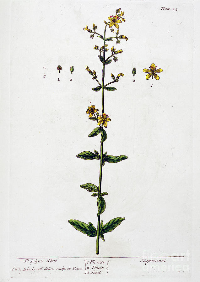 Flowers Still Life Drawing - St Johns Wort 1782 by Heritage Images