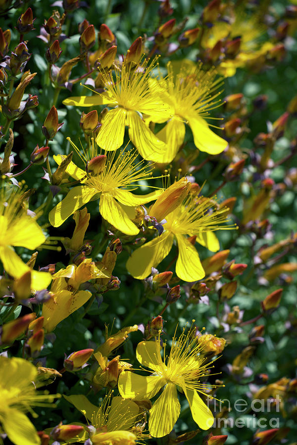 Nature Photograph - St. Johns Wort (hypericum Olympicum) by Dr Keith Wheeler/science Photo Library