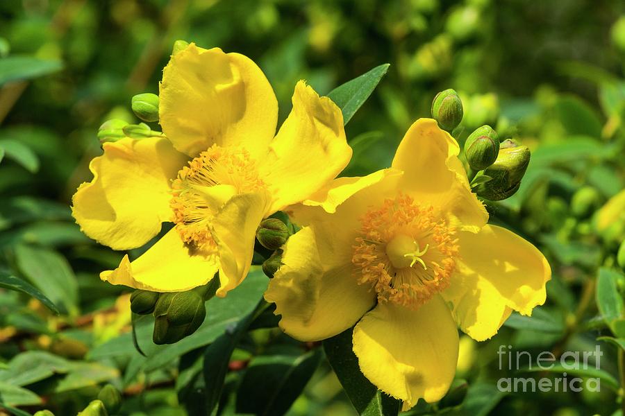 Nature Photograph - St. Johns Wort (hypericum Patulum hidcote) by Brian Gadsby/science Photo Library