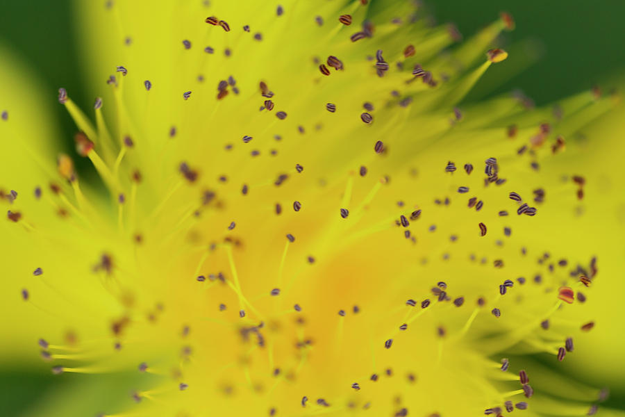 St. Johns Wort Yellow Flower Photograph by Iris Richardson