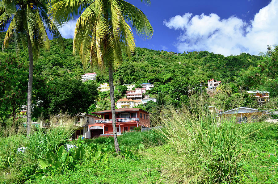 St. Lucia Neighborhood Photograph by Segura Shaw Photography