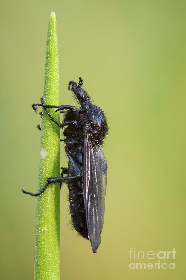 St Marks Fly Photograph by Heath Mcdonald/science Photo Library