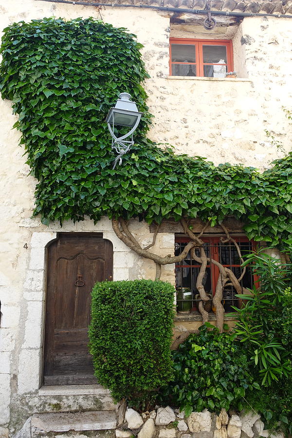 Ivy climbing in St. Paul de Vence Photograph by Patricia Caron