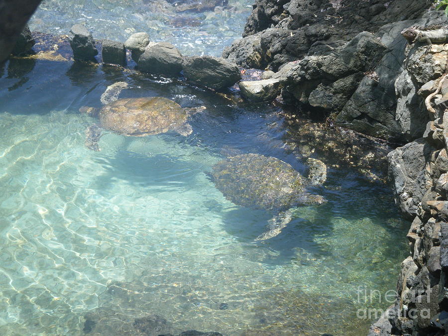 St. Thomas Turtles Photograph by Barbra Telfer