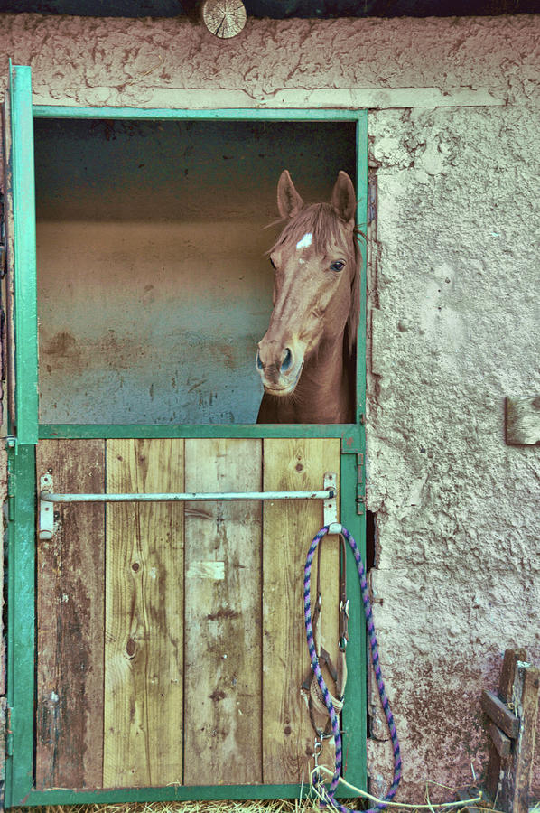 Stable Colors Photograph by JAMART Photography