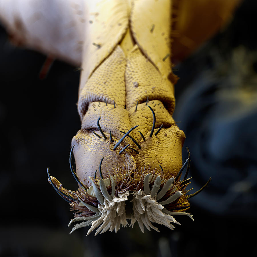 Stable Fly Proboscis Sem Photograph by Meckes/ottawa