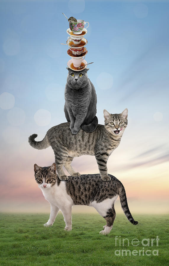 Stack Cats Photograph by Juli Scalzi