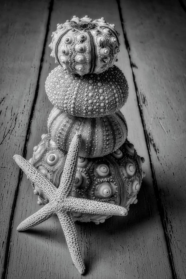 Stacked Sea Urchins And Starfish Black And White Photograph by Garry Gay