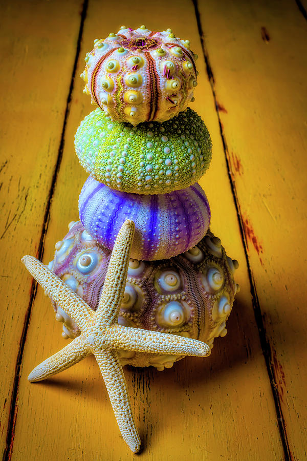 Stacked Sea Urchins And Starfish Photograph by Garry Gay