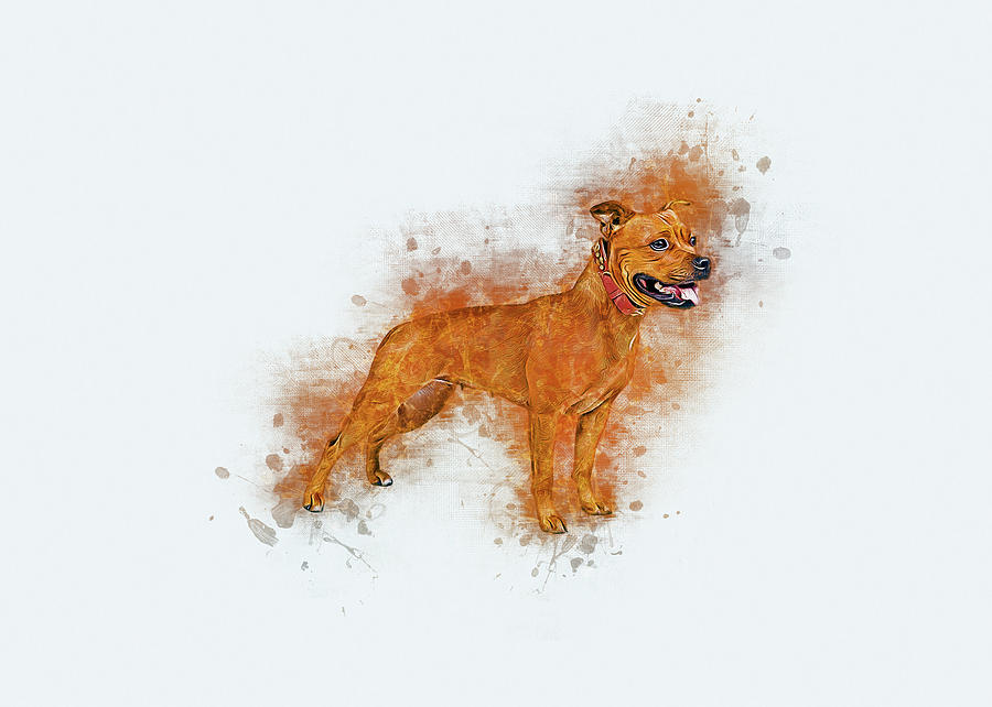 Staffordshire Bull Terrier Digital Art by Ian Mitchell