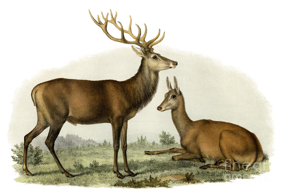 Deer Painting - Stag, 1860 by German School