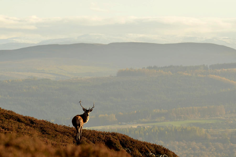 Stag Above Strathglass Photograph by Gavin MacRae
