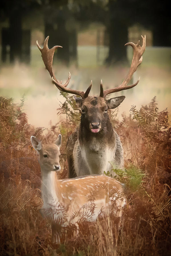 Stag and Deer by Chris Boulton Stag and Deer by Chris Boulton