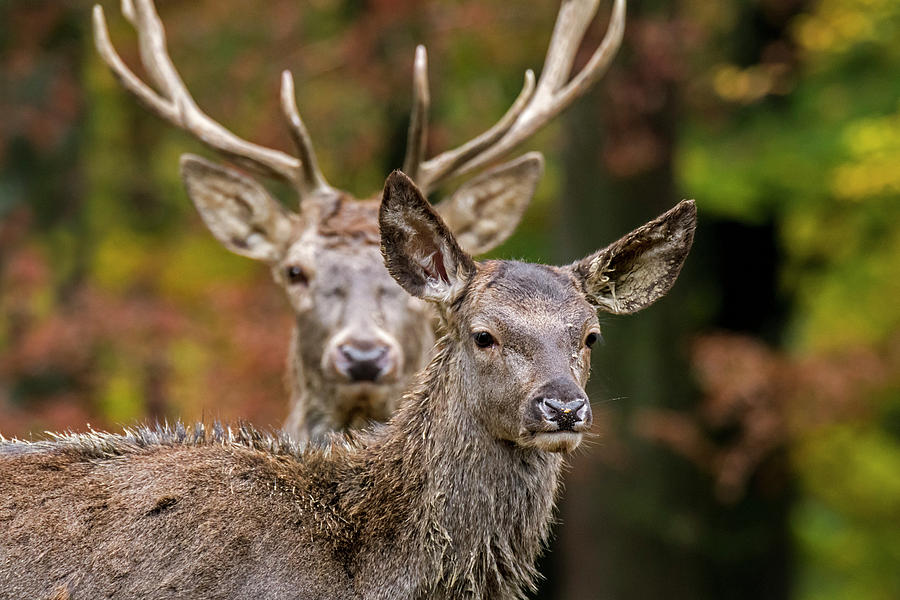 Stag and Hind Photograph by Arterra Picture Library