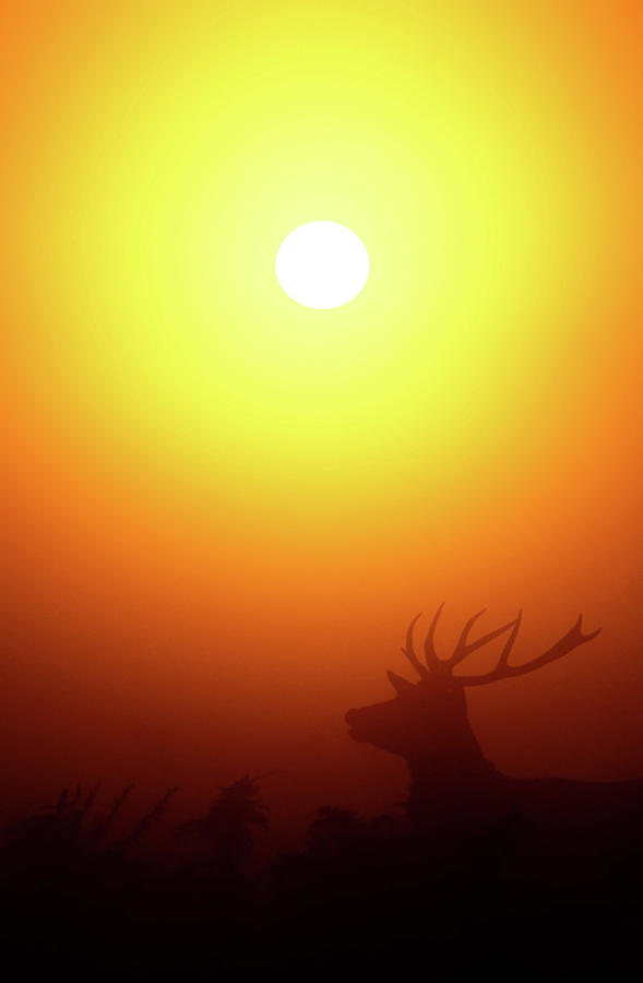 Stag At Dawn Photograph by Copyright Alex Berryman