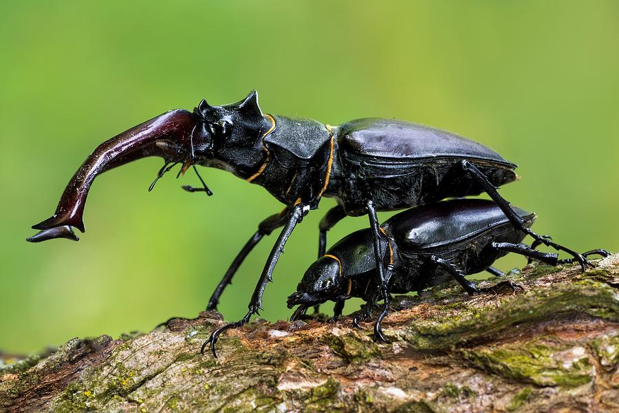 Insects Photograph - Stag Beetle Mating by Petar Sabol
