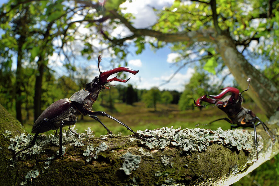 Stag Beetles Fighting On Oak Tree Branch, , Elbe, Germany Photograph by ...