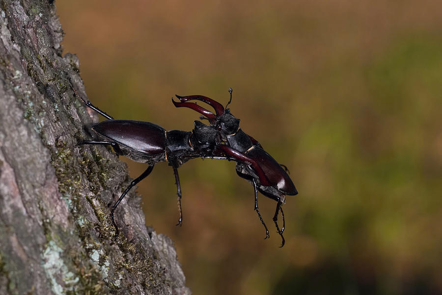 Insects Photograph - Stag Beetles, Lucanus Cervus by Petr Simon