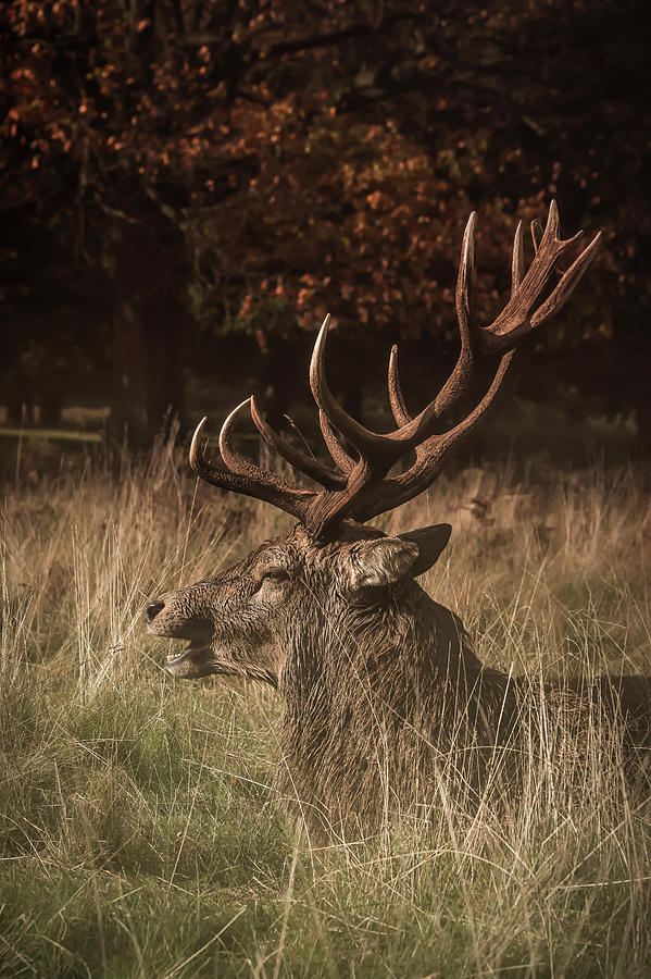 Stag by Chris Boulton Stag by Chris Boulton