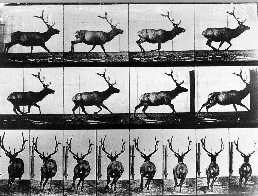 Stag Photograph by Eadweard Muybridge