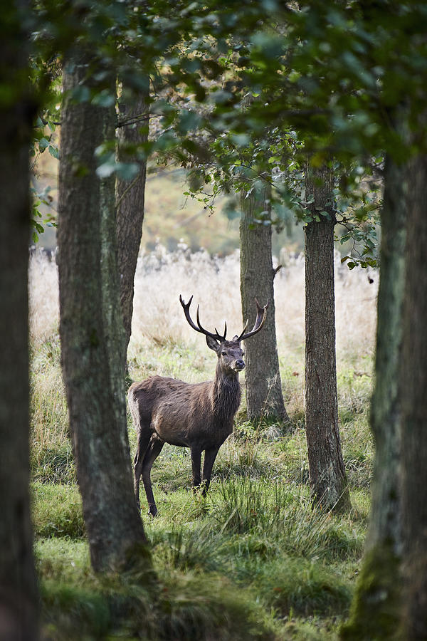 Stag In The Forest Photograph by Niels Busch