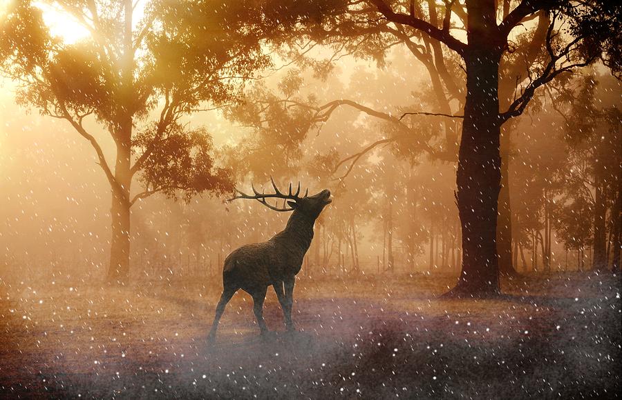 Stag in the forest Photograph by Top Wallpapers