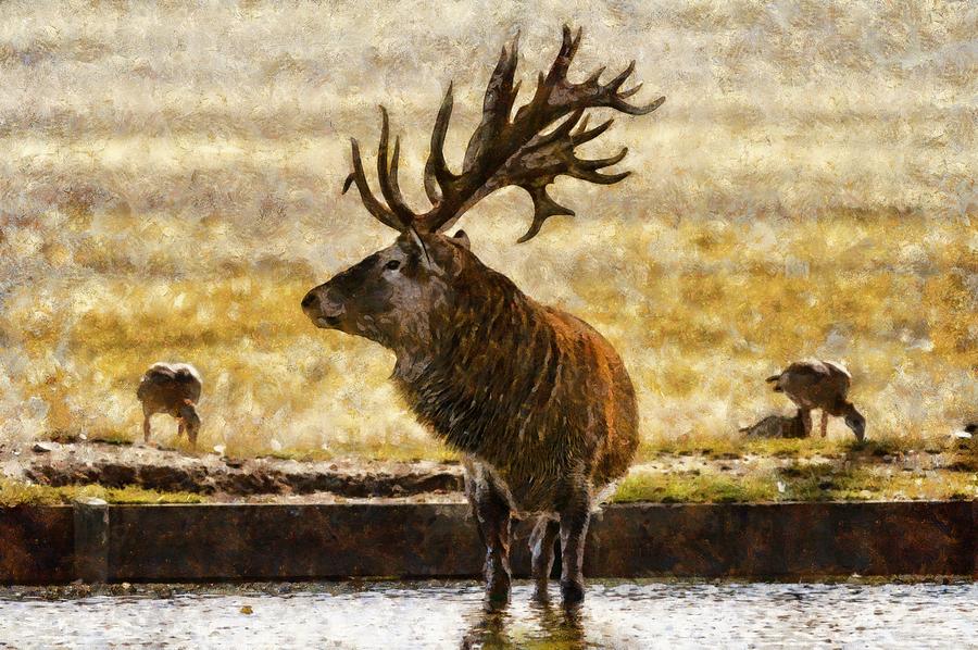 Stag in Water Digital Art by Scott Carruthers
