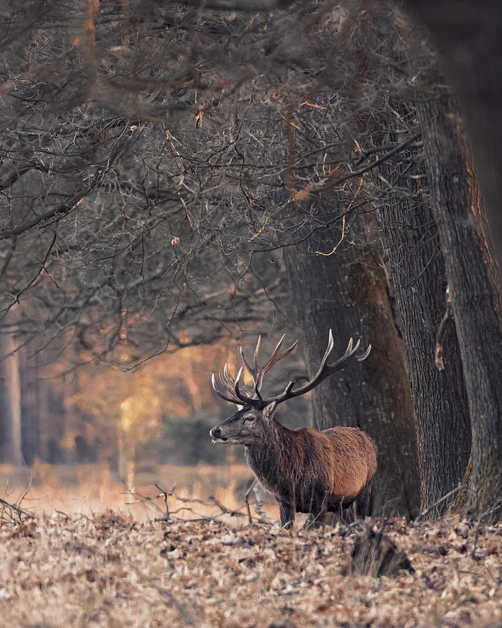 Nature Photograph - Stag Resting In A Forest by Gert J Ter Horst