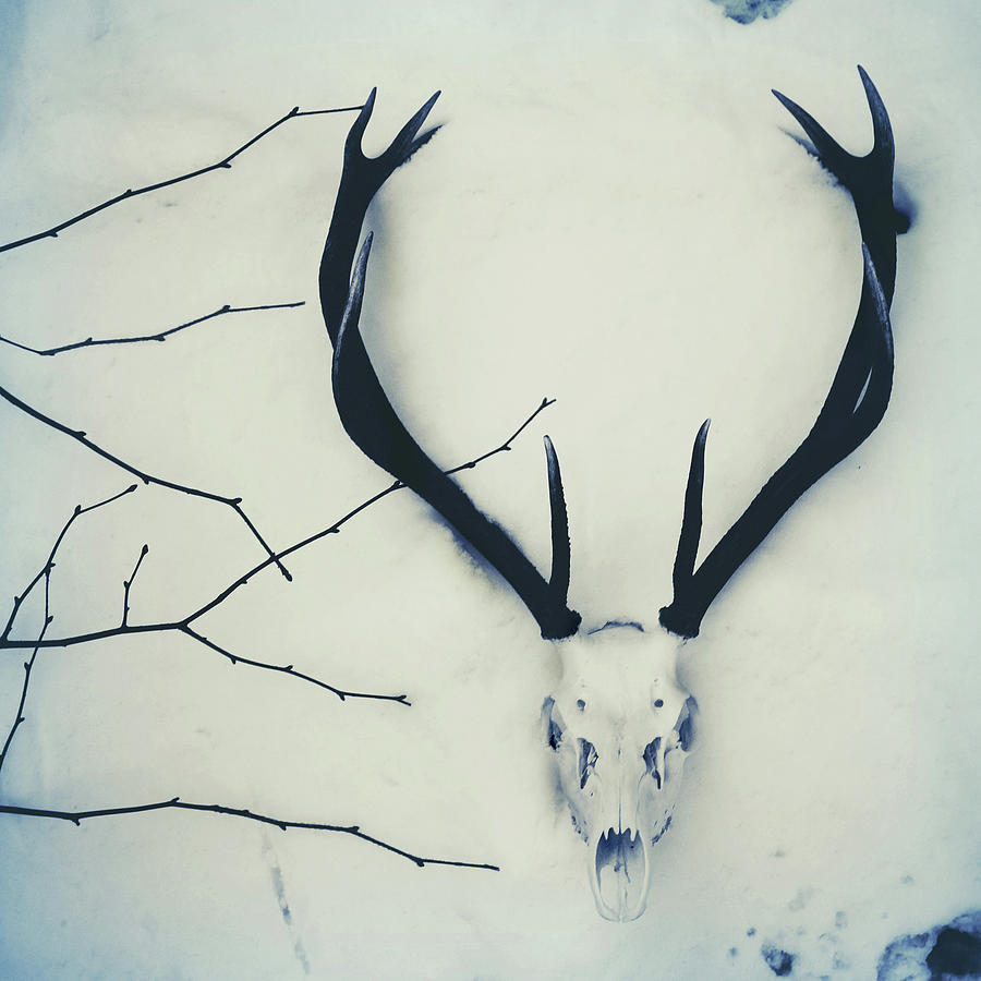 Stagdeer Skull And Antlers In The Snow Photograph by Fiona Crawford Watson