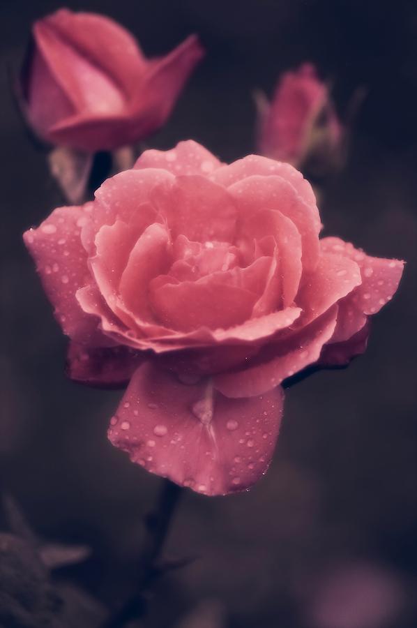 Stages of a Rose Photograph by Karen Ray - Fine Art America