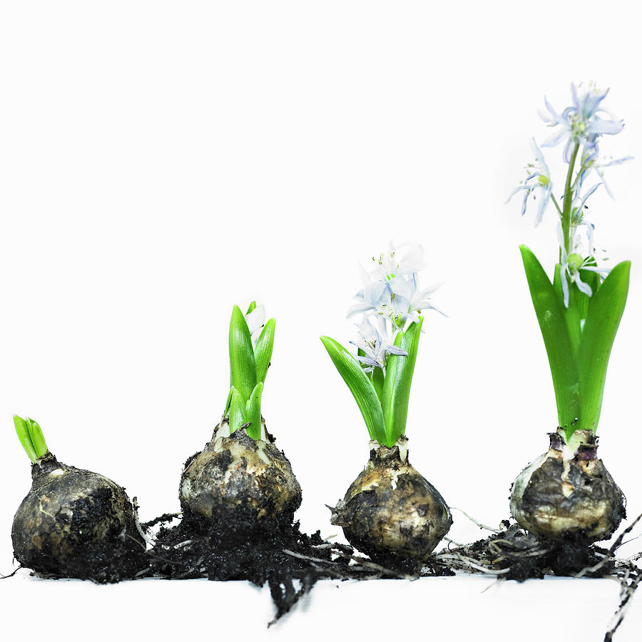Stages Of Bulb Growth To Flower Photograph by Lisbeth Hjort